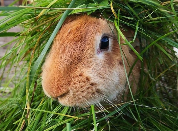 Mini-Zoo - Wiewiórkownia